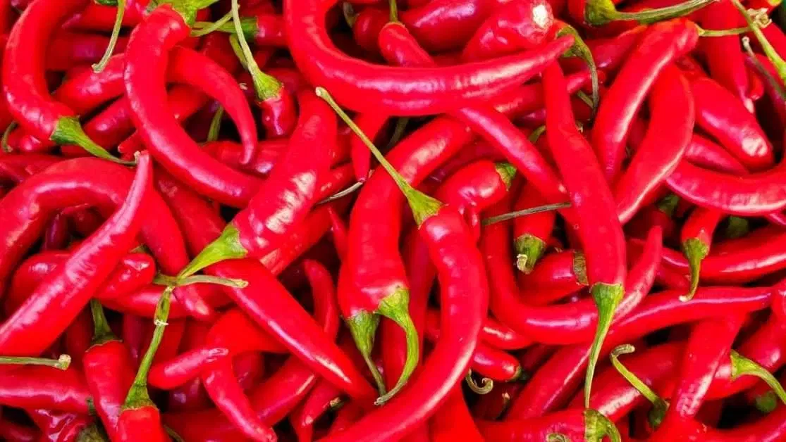 many red chili peppers